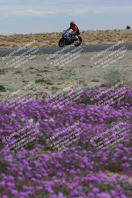 media/Jan-14-2023-SoCal Trackdays (Sat) [[497694156f]]/Turn 14 Exit Bloomig (145pm)/